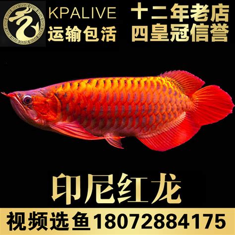 辣椒紅龍魚